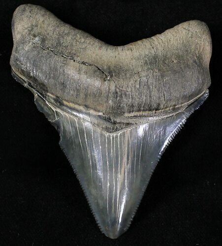 Serrated Megalodon Tooth #20812